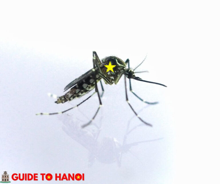 Are mosquitoes bad in Hanoi