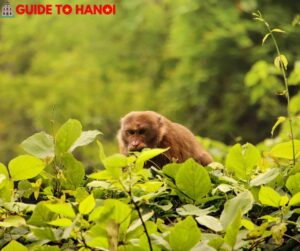Cuc Phuong National Park Day Tour from Hanoi